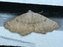 Dissomorphia australiaria