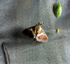 Dausara
