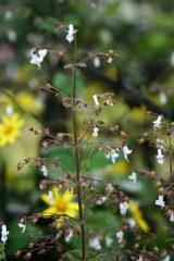 Isodon lophanthoides