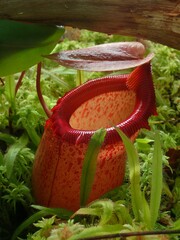 Nepenthes sibuyanensis