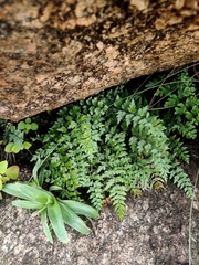 Asplenium aethiopicum