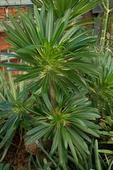 Pachypodium lamerei