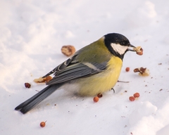 Parus major