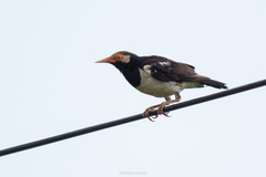 Gracupica floweri