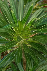 Pachypodium lamerei