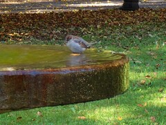 Passer domesticus