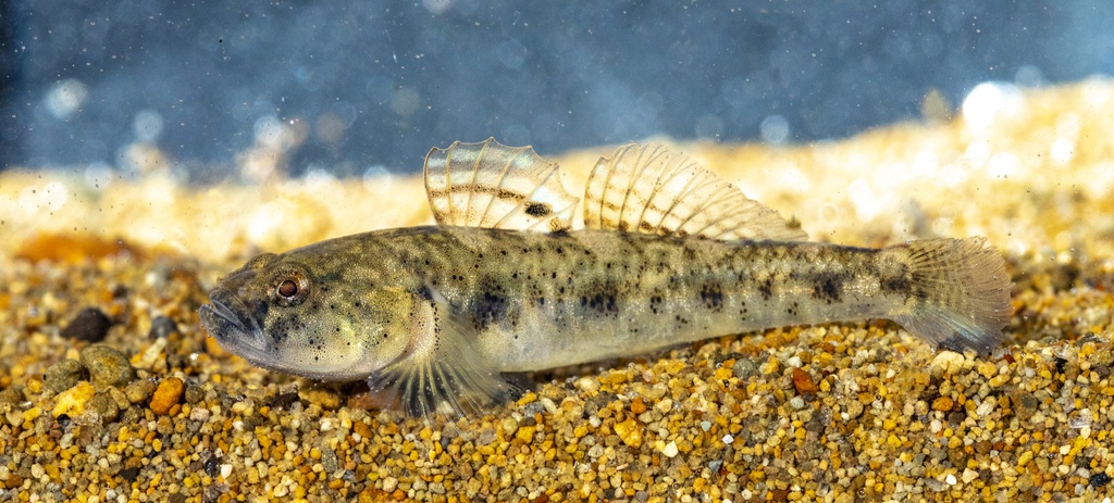 Canestrini's Goby