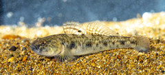 Ninnigobius canestrinii