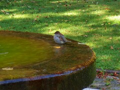Passer domesticus
