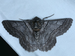 Hypobapta tachyhalotaria