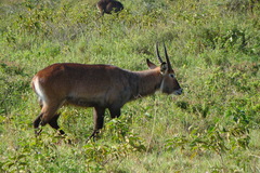 Kobus ellipsiprymnus defassa