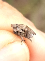 Lepyronia coleoptrata