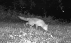 Vulpes vulpes crucigera