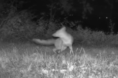 Vulpes vulpes crucigera