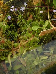 Pinguicula emarginata