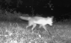 Vulpes vulpes crucigera