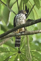 Harpagus bidentatus