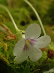 Pinguicula agnata
