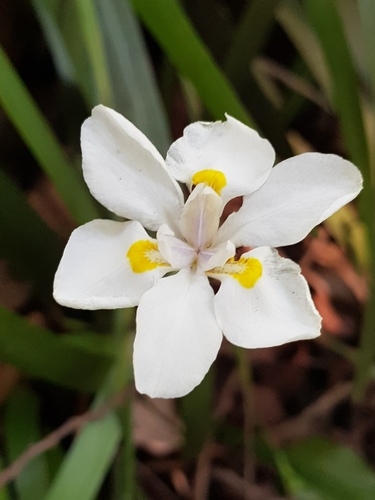Small Fortnight Lily