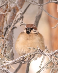Passer montanus