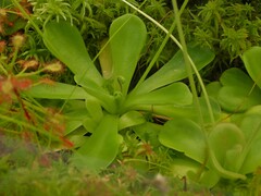Pinguicula agnata
