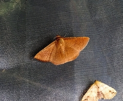 Striglina