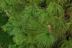 Pinus armandi