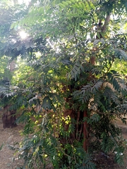 Senna siamea