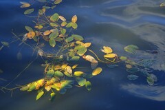 Potamogeton natans