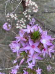 Calytrix
