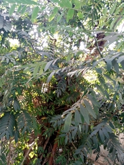 Senna siamea
