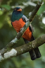 Trogon massena