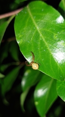 Diaea ambara