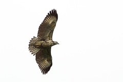 Buteogallus anthracinus anthracinus