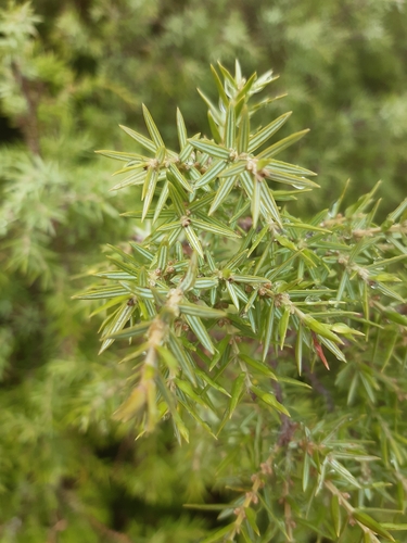 Cade juniper (Juniperus oxycedrus)