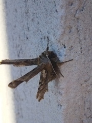 Apochima flabellaria