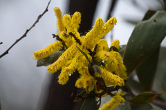 Acacia pubifolia