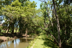 Anthocleista grandiflora