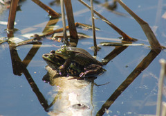 Pelophylax