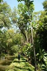 Anthocleista grandiflora