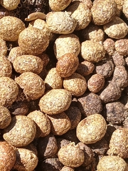 Pronolagus saundersiae