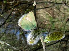 Callophrys rubi