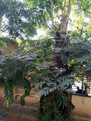 Senna siamea