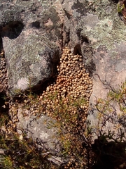 Pronolagus saundersiae