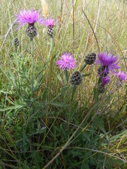 Centaurea ambigua