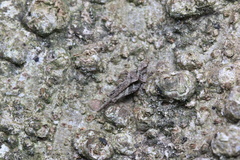 Tetrigoidea