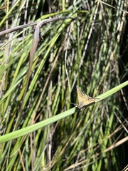 Hesperilla flavescens