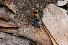 Allodahlia bispina