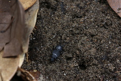 Allodahlia bispina