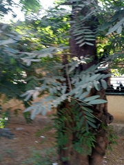 Senna siamea